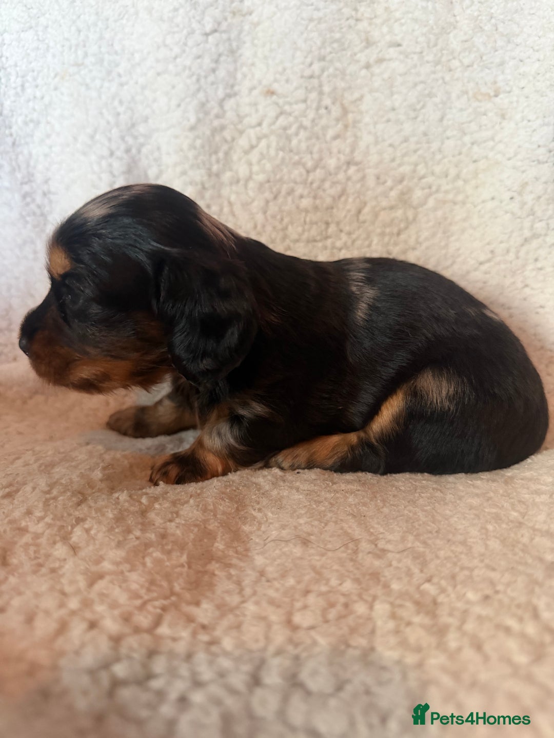 Miniature Dachshund dogs for sale: Beautiful KC silver dapple longhair miniature girl - Advert 17