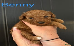 Miniature Poodle dogs for sale: Stunning minature poodle puppies  - Image 5