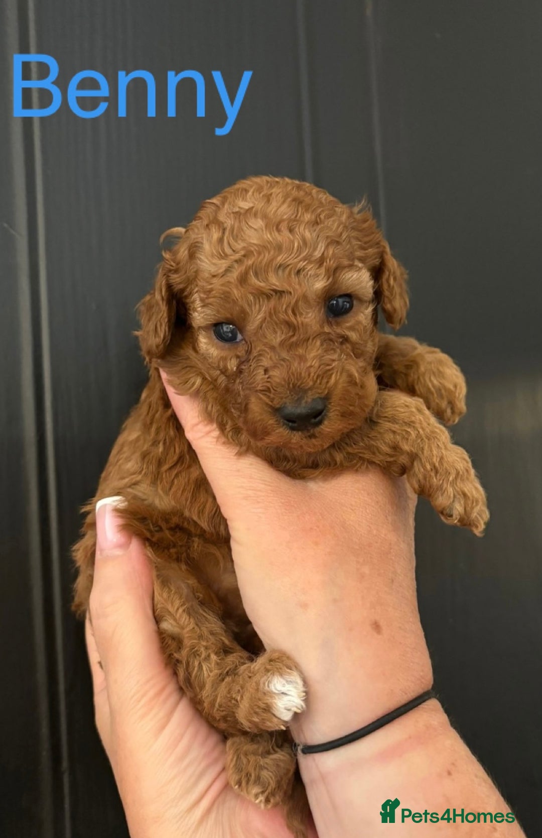 Miniature Poodle dogs for sale: Stunning minature poodle puppies  - Image 5