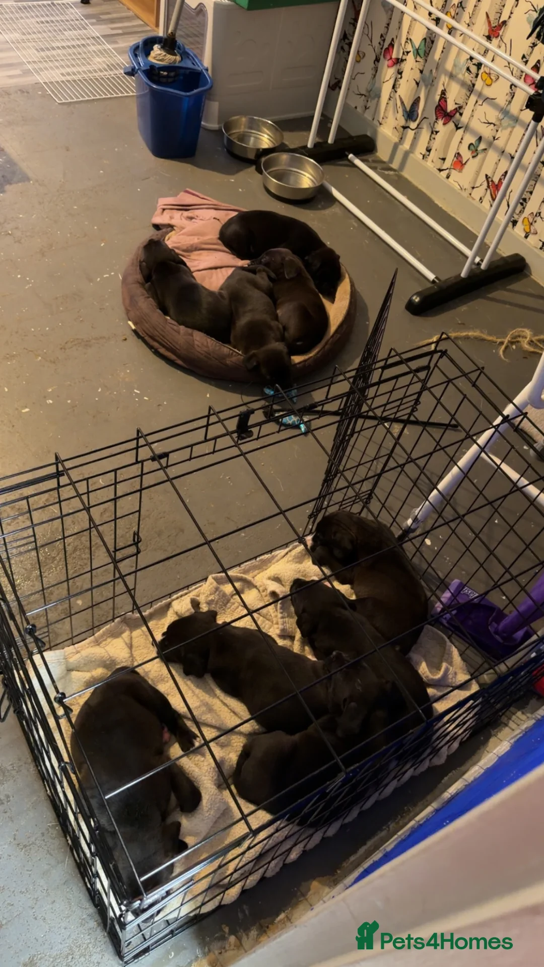 Mixed Breed dogs for sale: 8 Beautiful Pups looking for their forever homes  in Lostwithiel - Advert 37