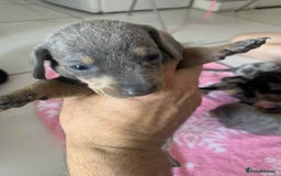 Dachshund dogs for sale: Dashounds  - Image 7