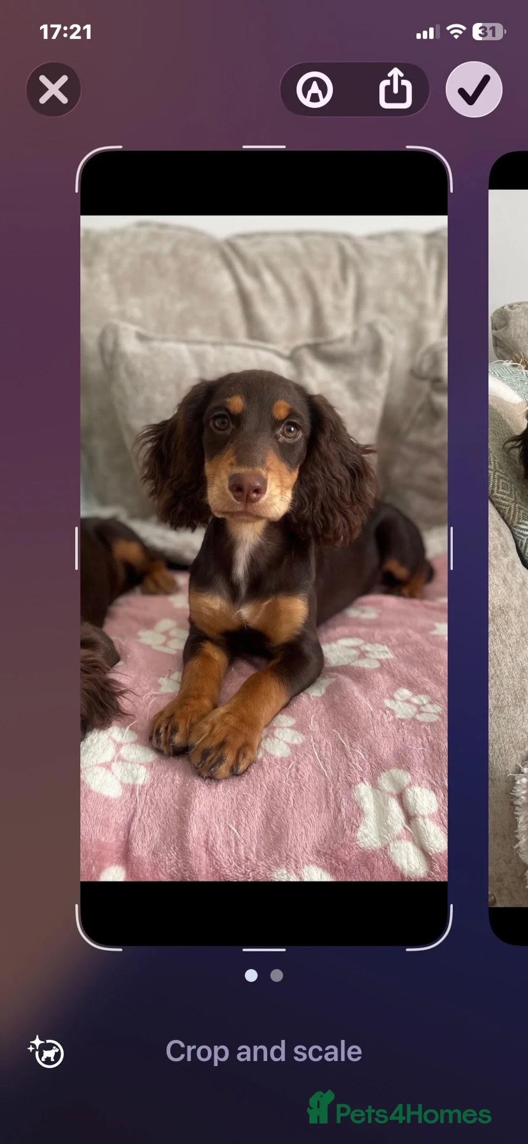 Cocker Spaniel dogs for sale: Reduced 4 Chocolate & Tan Cocker Spaniel Pups  - Advert 16