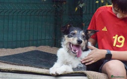 Fox Terrier dogs for adoption: Rex - fox terrier mix - Image 8