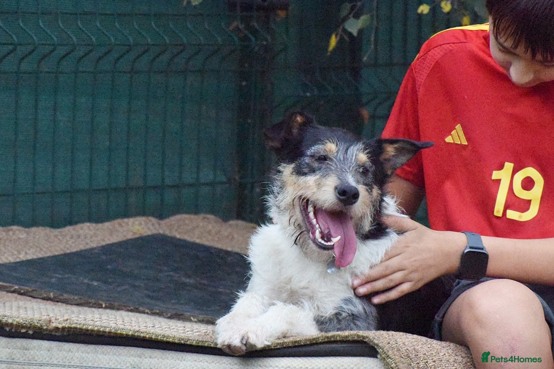 Fox Terrier dogs for adoption: Rex - fox terrier mix - Image 8