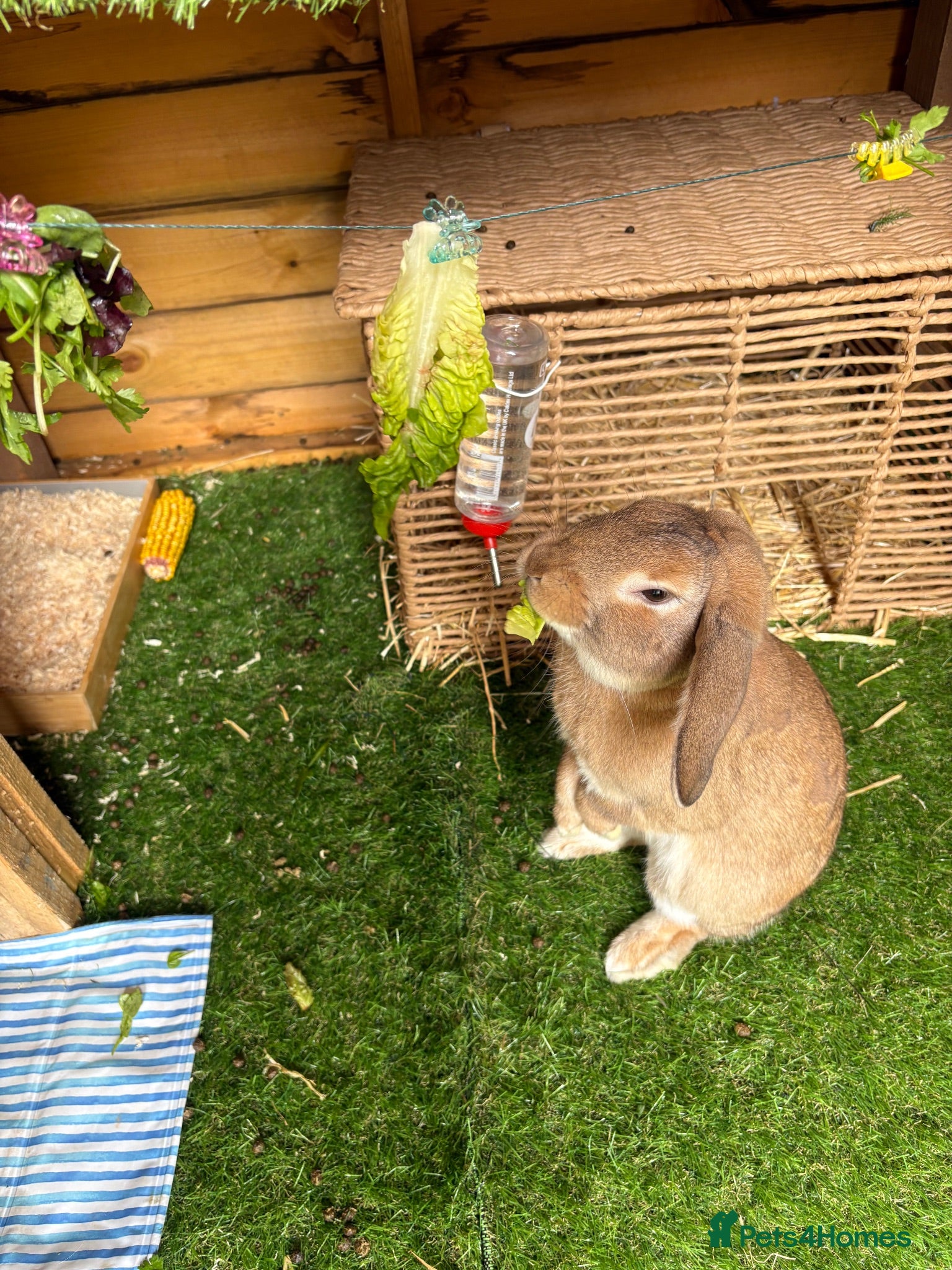 Mini Lop rabbits Neutered and vaccinated male rabbit - Advert 2