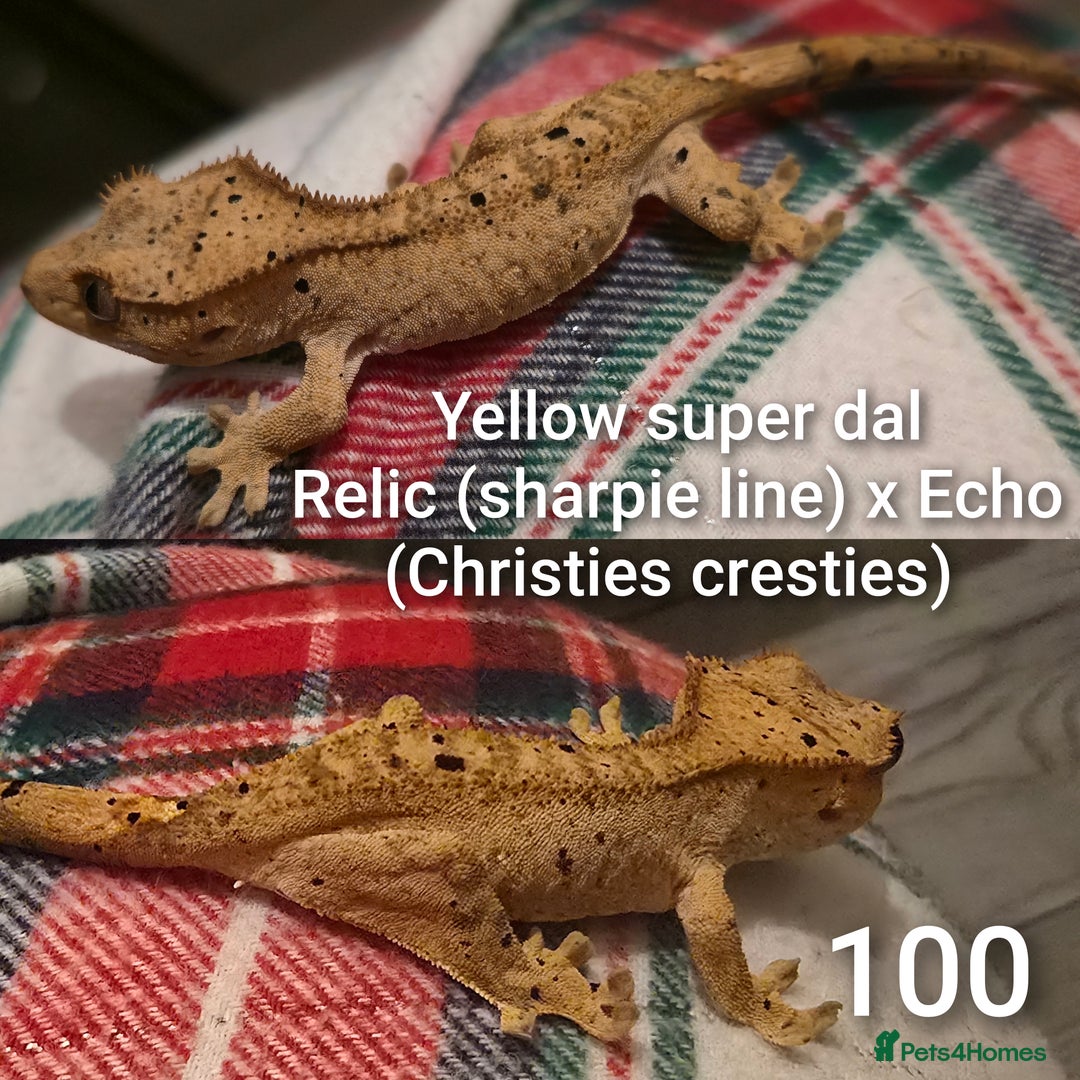 Gecko reptiles for sale: Juvenile Crested geckos  - Advert 2