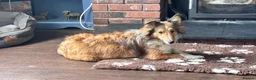Shetland Sheepdog dogs for sale: Sable Shetland sheepdog girl  - Advert 5