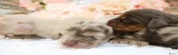 Miniature Dachshund dogs for sale: KC Longhair Miniature Dachshunds - Advert 16