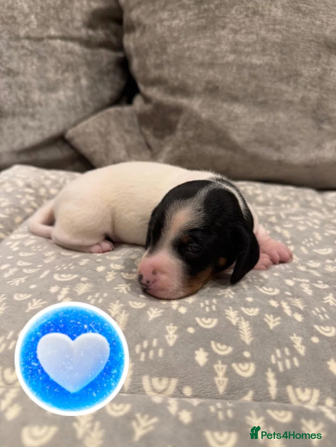 Miniature Dachshund dogs for sale: REDUCED Venus Rocket and Comet piebald dachshunds  - Advert 6