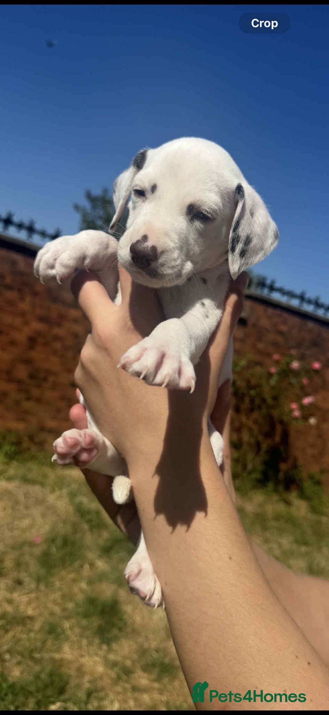 Dalmatian dogs for sale: Dalmatian puppies  - Image 7
