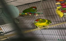 Parakeets birds for sale: kakarikis - Image 1