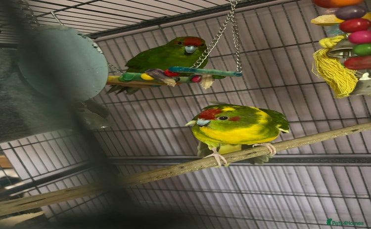Parakeets birds - Advert 1