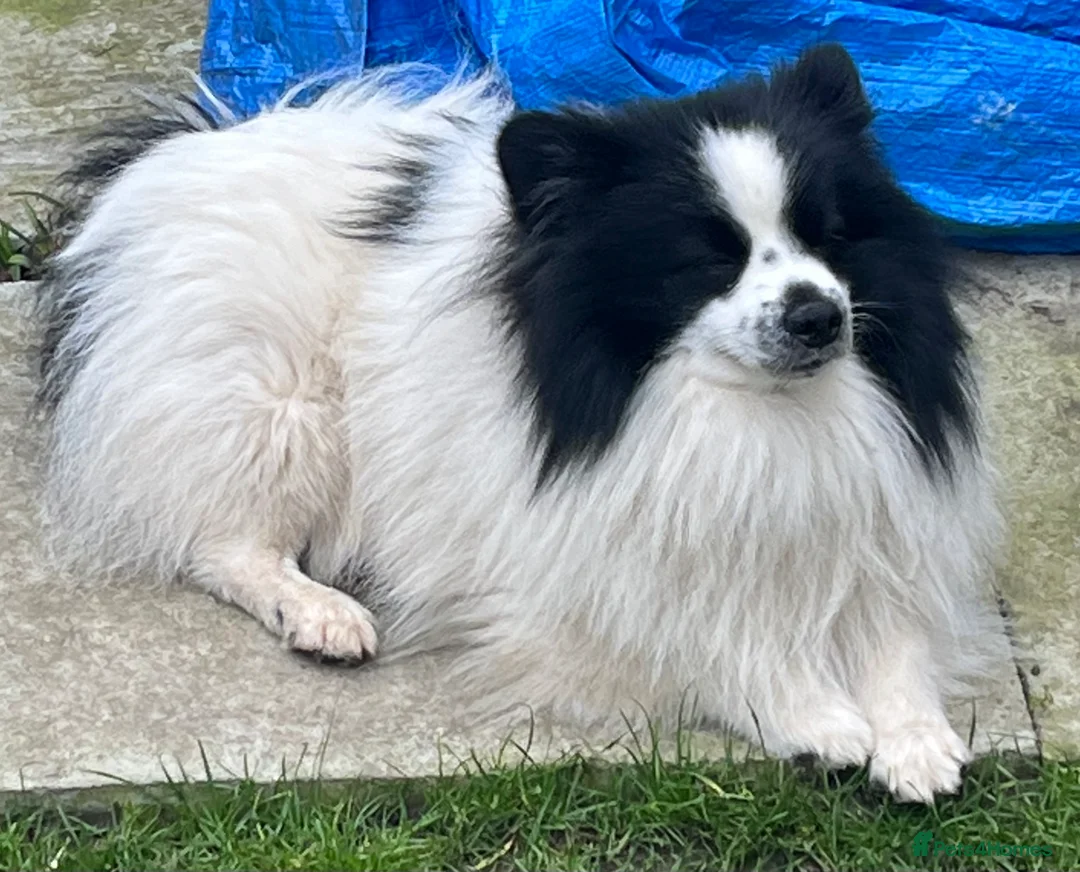 German Spitz dogs for stud: German spitz stud - Advert 10