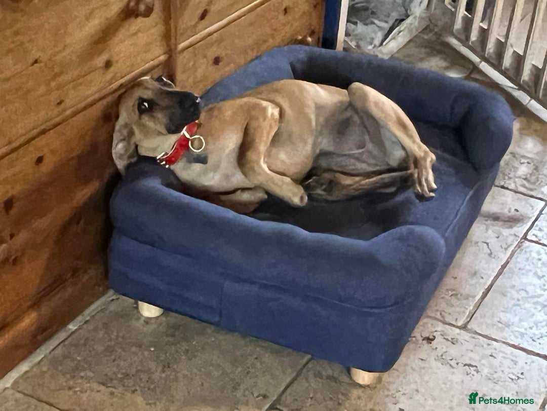 Mixed Breed dogs for adoption: Loveable Cher, is 5 months old - Image 2
