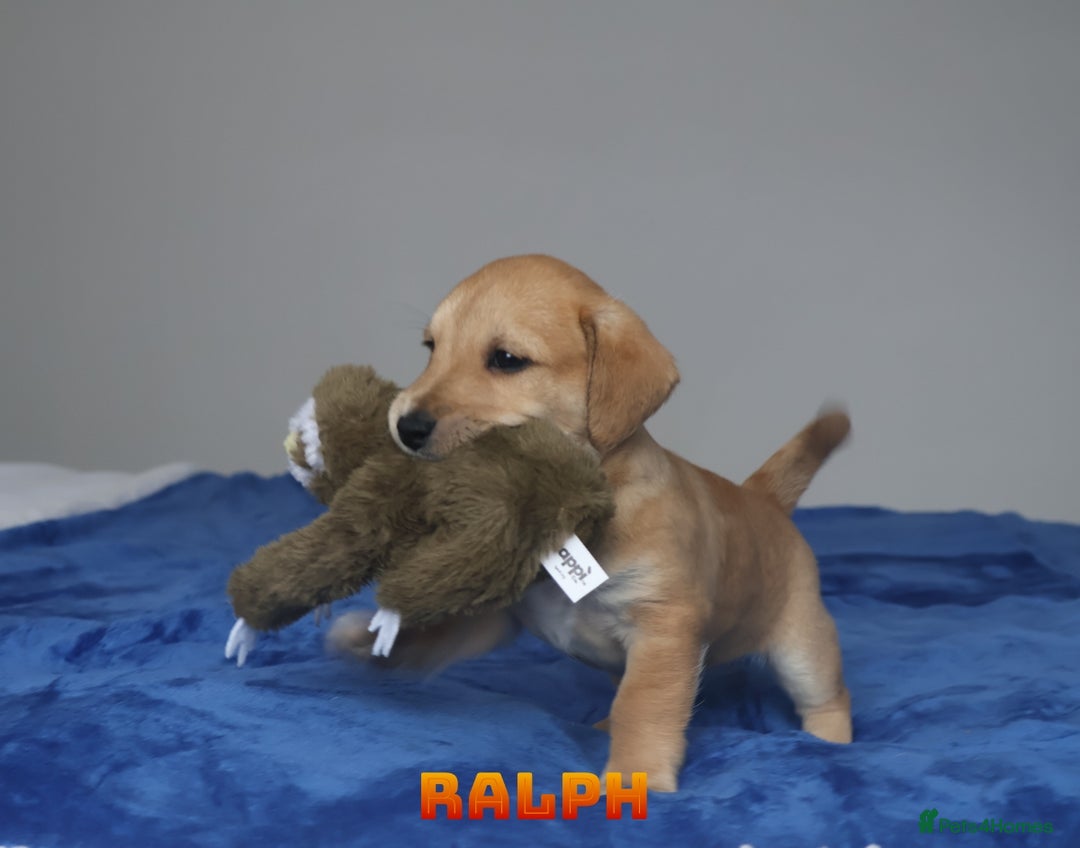 Mixed Breed dogs for sale: Parson Russell Cross Puppies  - Image 10