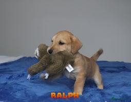 Mixed Breed dogs - Advert 11