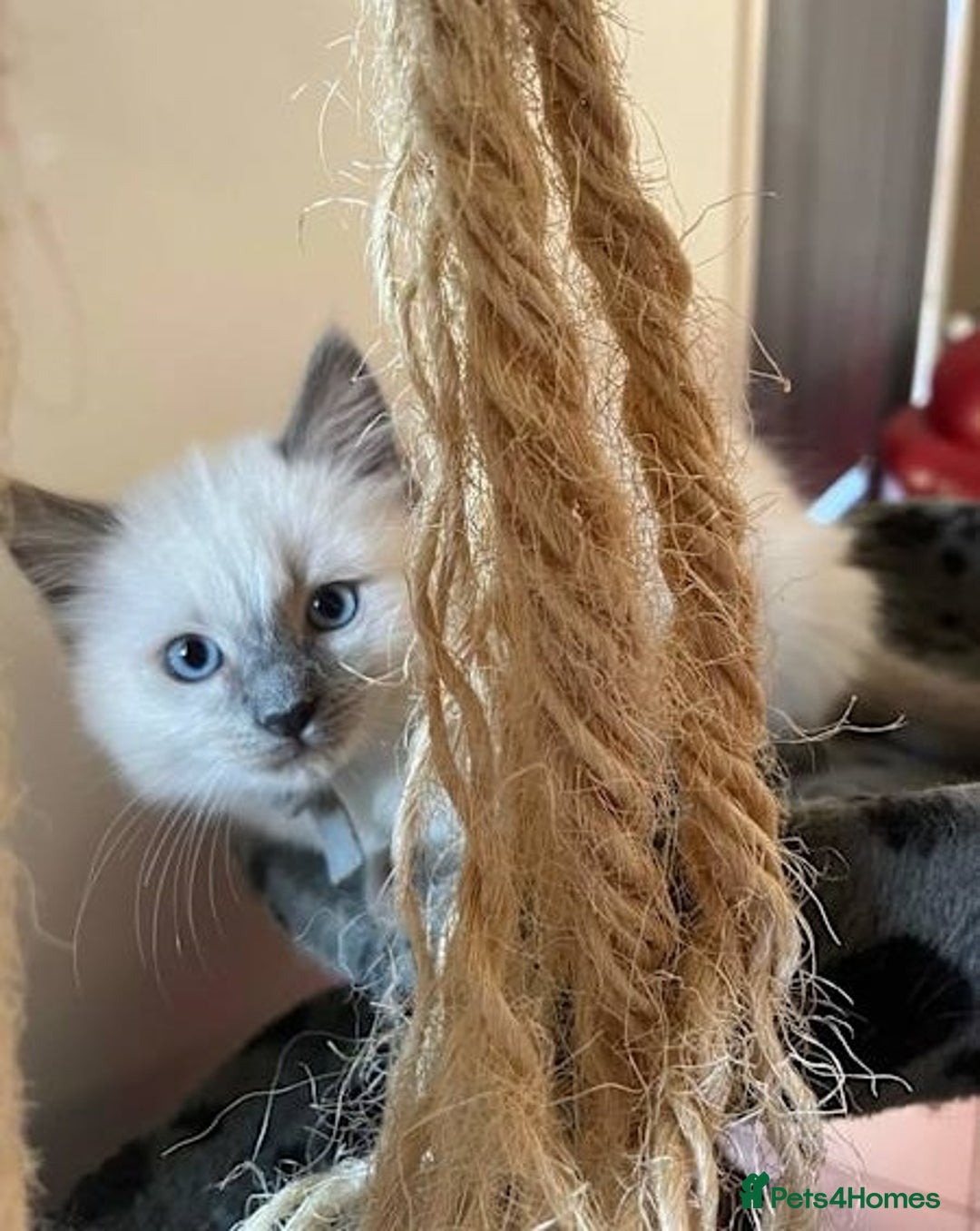 Ragdoll cats for sale: Home raised purebred ragdolls available - Image 4