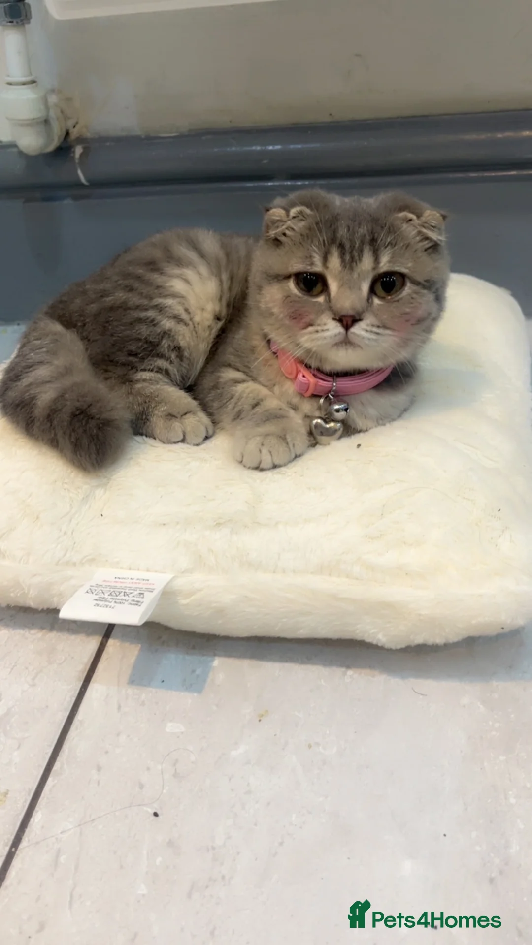 Scottish Fold cats for sale: Pearl  - Advert 9