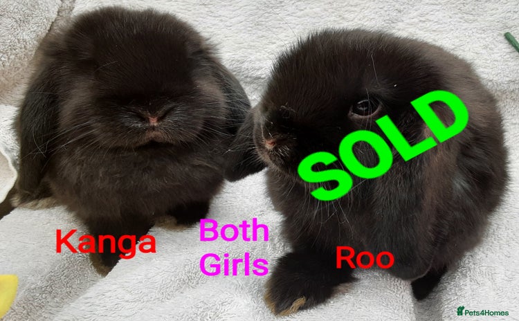 Mini Lop rabbits - Advert 5