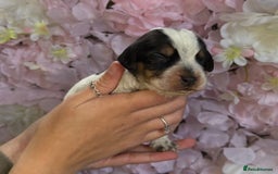 Beagle dogs for sale: KC Registered & Health Tested Puppies - Image 11