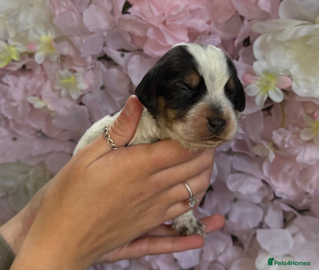 Beagle dogs for sale: KC Registered & Health Tested Puppies - Image 11