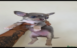 Chihuahua dogs for sale: ❤️Health tested tiny Chihuahua puppies❤️ - Image 4