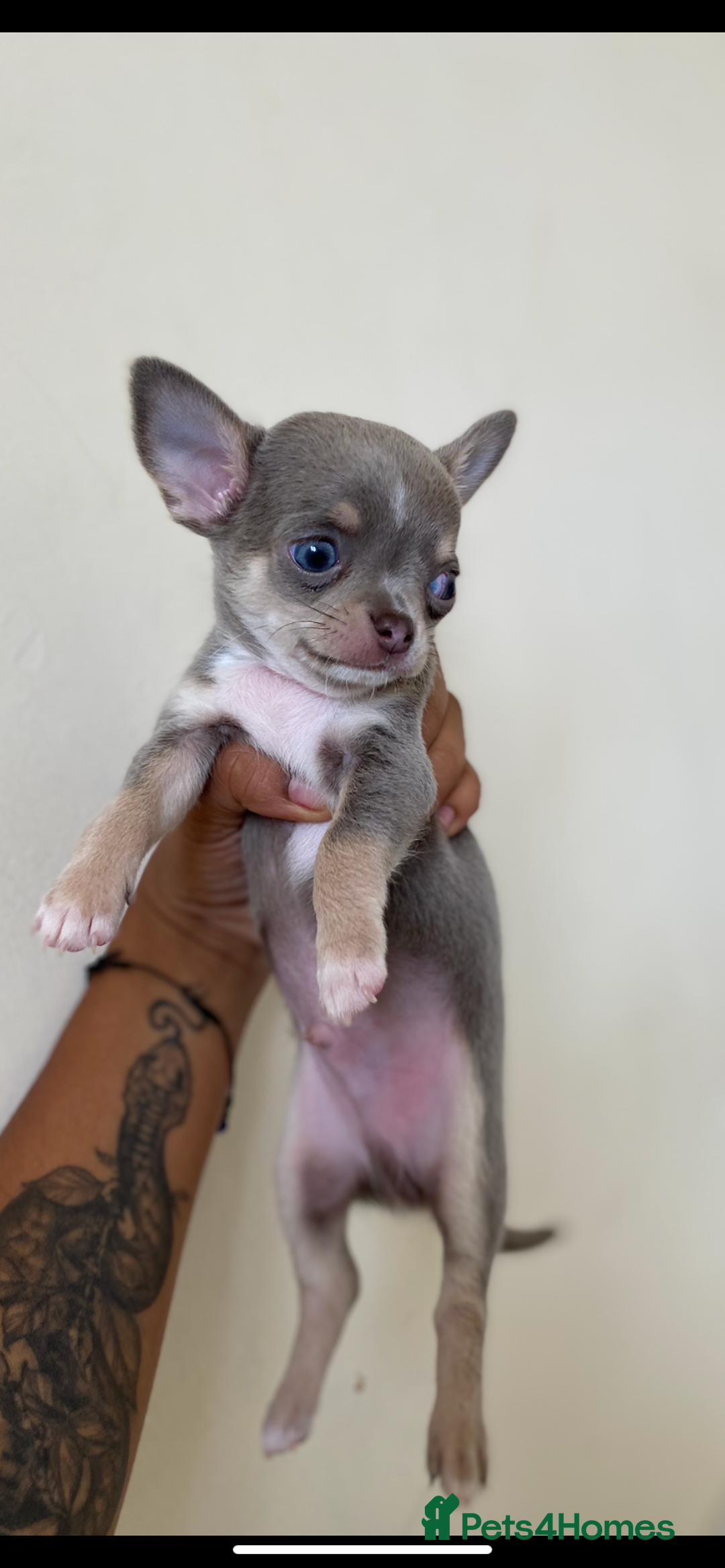 Chihuahua dogs for sale: ❤️Health tested tiny Chihuahua puppies❤️ - Image 4