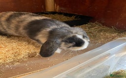Mini Lop rabbits for sale: Beautiful mini lops - Image 7