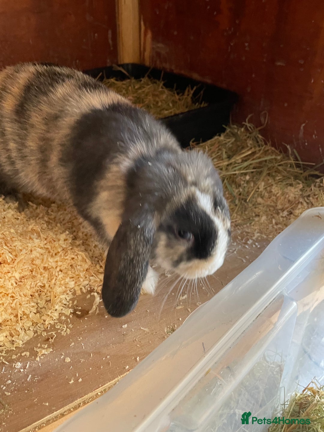 Mini Lop rabbits for sale: Beautiful mini lops - Image 7