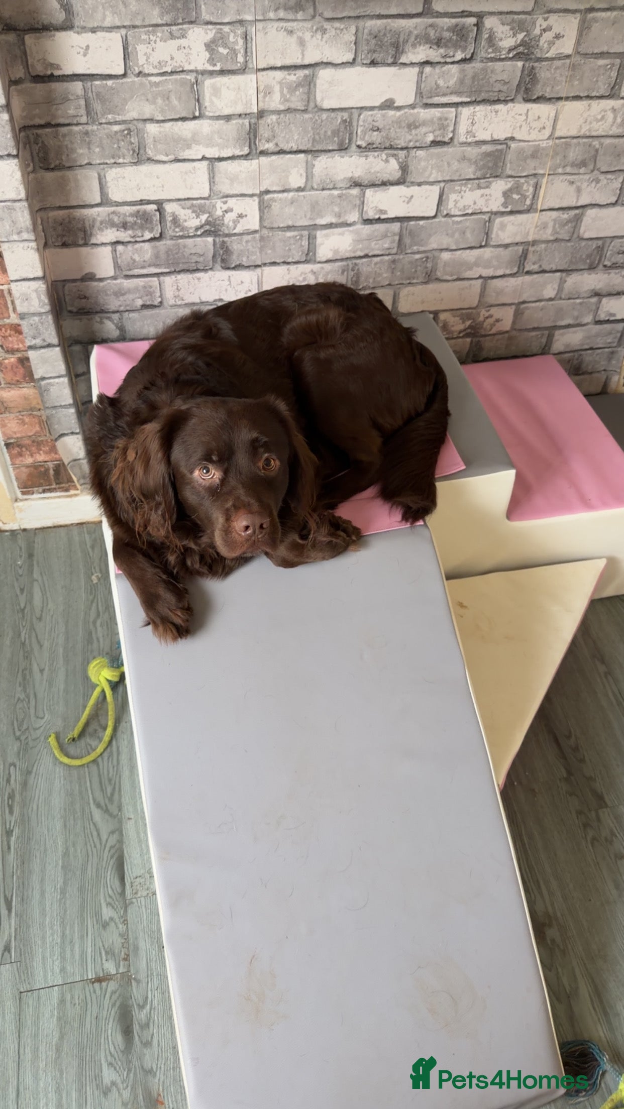 Labradoodle dogs Labrador x poodle x spaniel  - Advert 1