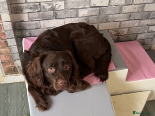 Labradoodle dogs Labrador x poodle x spaniel - Advert 5