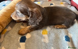 Miniature Dachshund dogs for sale: Miniature Longhaired Dachshunds ready 10.12.25 - Advert 14