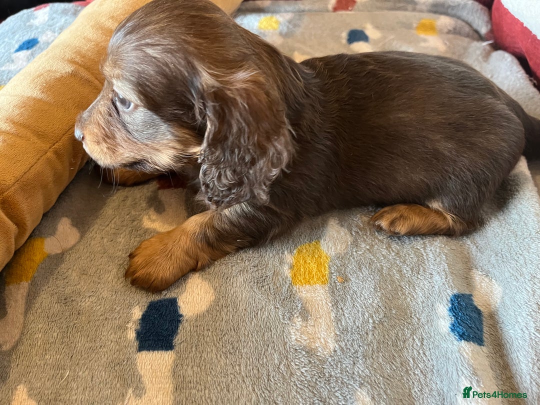 Miniature Dachshund dogs for sale: Miniature Longhaired Dachshunds ready 10.12.25 - Advert 14