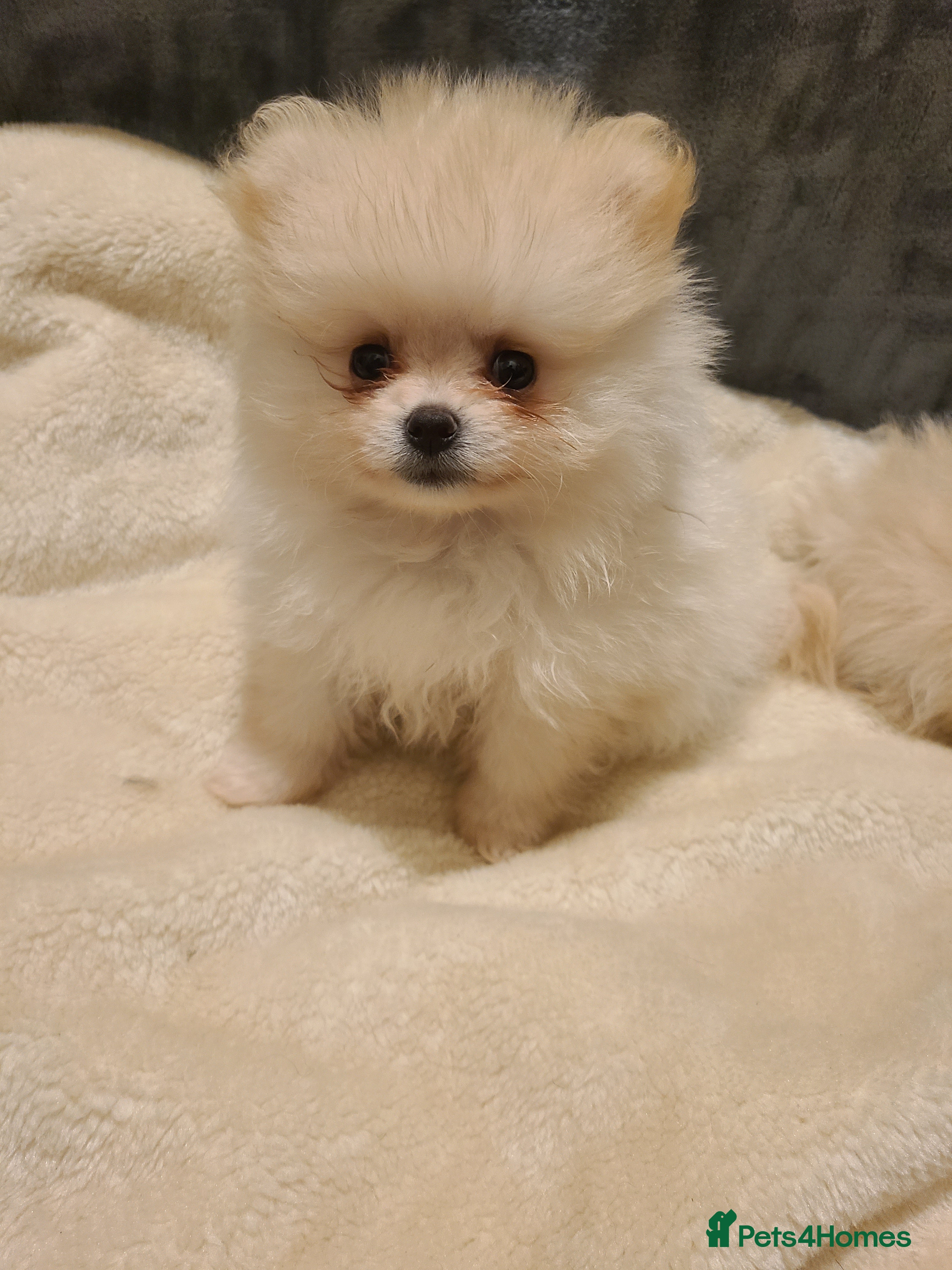 Pomeranian dogs Kc registered pomeranian puppies READY NOW💙🩷 - Advert 5