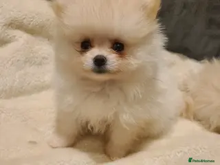 Pomeranian dogs Kc registered pomeranian puppies READY NOW💙🩷 - Advert 5