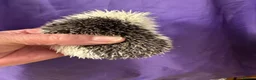 Pygmy Hedgehog rodents for sale: 9 week hoglets/ full masked/ reverse pinto READY   - Advert 12