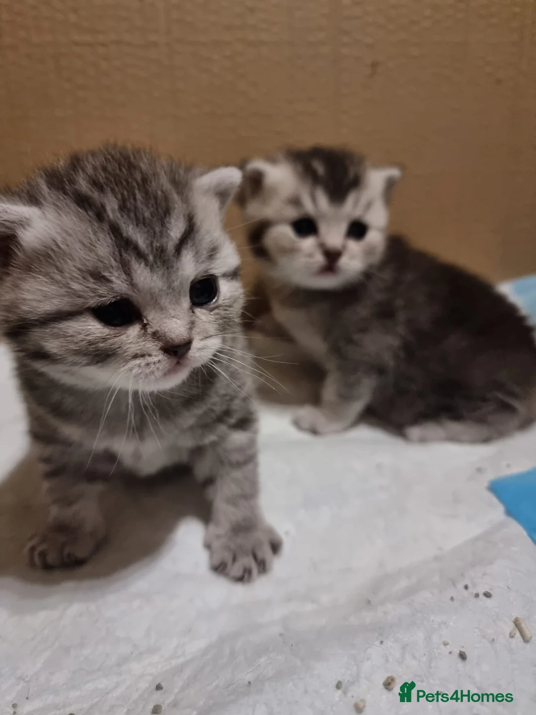 British Shorthair cats for sale: 4 Kitten Tabby British Shorthair GCCF Pedigree  - Advert 2