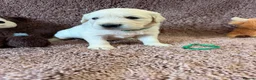 Golden Retriever dogs for sale: Gorgeous pups 2 boys - all tested - Advert 4