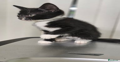 Mixed Breed cats 6 adorable kittens available  - Advert 15