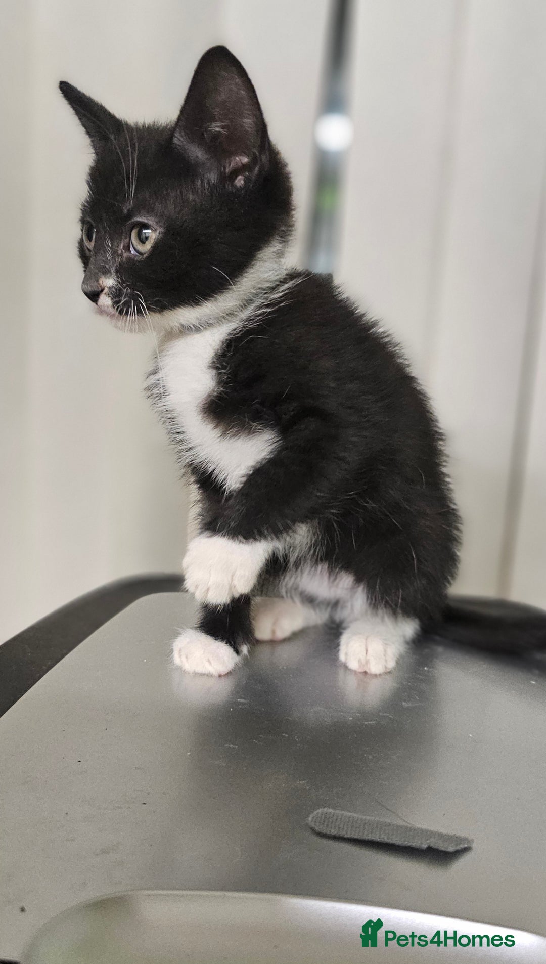 Mixed Breed cats for sale: 6 adorable kittens available  - Advert 4