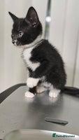 Mixed Breed cats 6 adorable kittens available - Advert 15