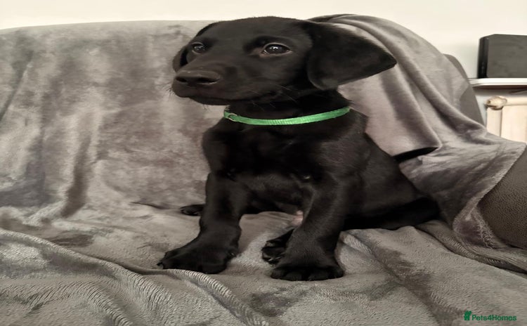 Labrador Retriever dogs - Advert 1