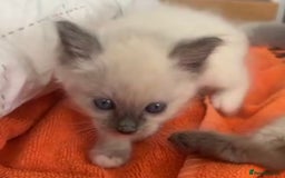 Ragdoll cats for sale: Full Ragdoll Kittens - Both Parents are Pedigree - Image 7