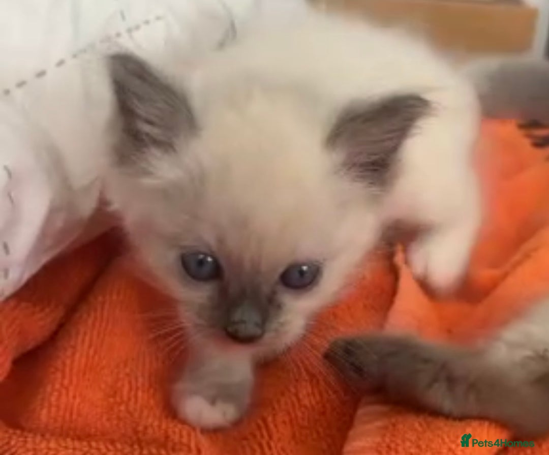 Ragdoll cats for sale: Full Ragdoll Kittens - Both Parents are Pedigree - Image 7