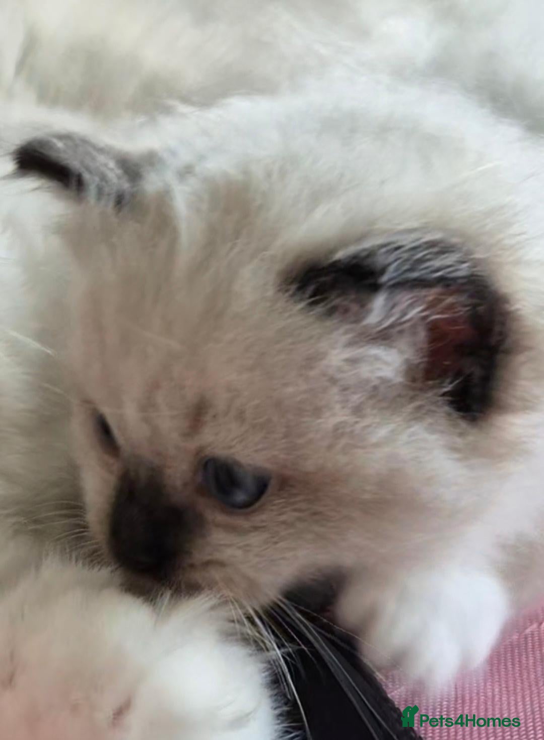 Ragdoll cats Chunky TICA reg Ragdoll - Advert 1