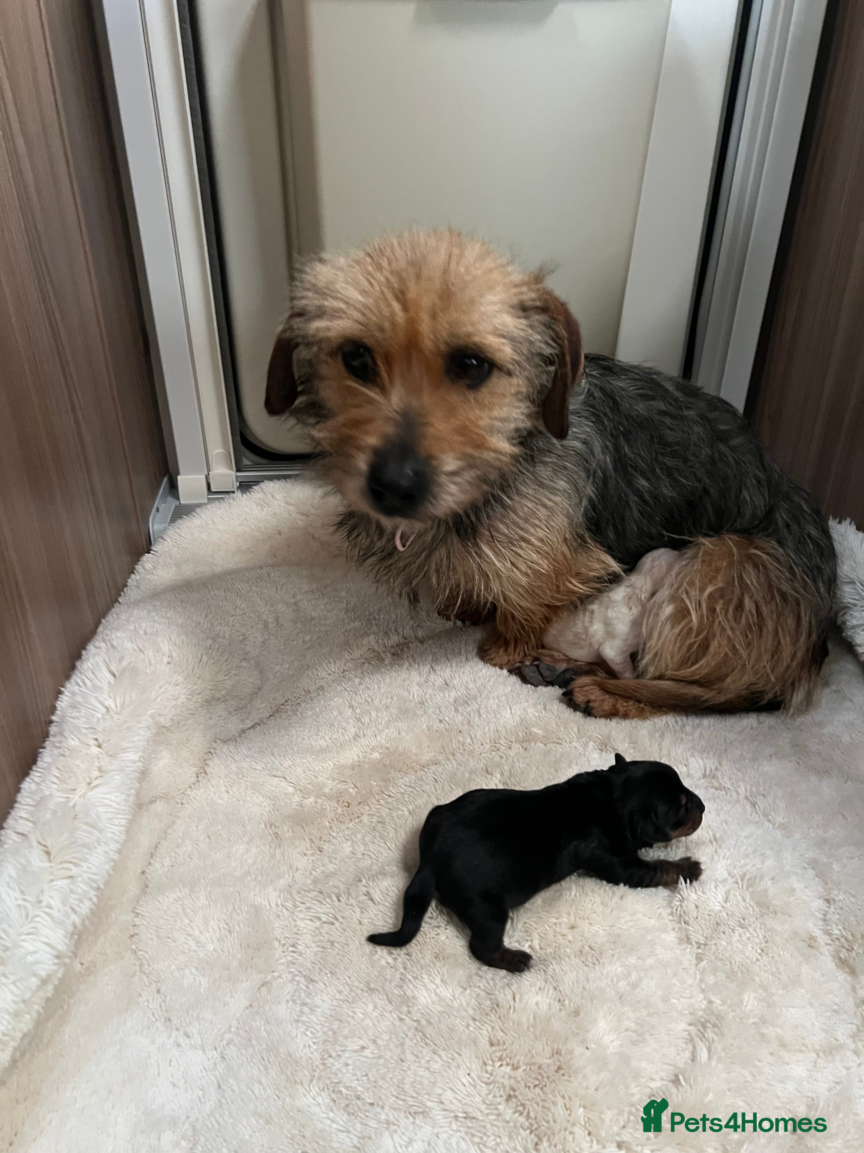 Yorkshire Terrier dogs Yorkshire Terrier pups - Advert 1