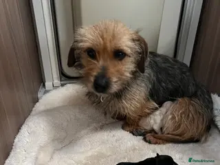 Yorkshire Terrier dogs Yorkshire Terrier pups - Advert 5