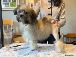 Lowchen dogs Lowchen puppy little lion dog - Advert 14