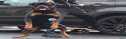 Rottweiler dogs for stud: Top KC Registered Health Tested Stud in Manchester - Advert 5
