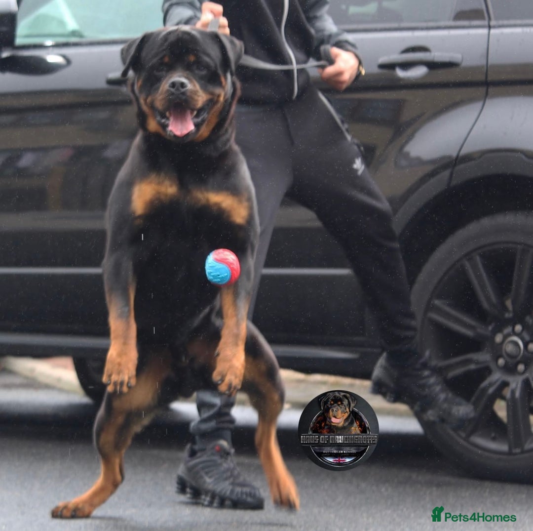 Rottweiler dogs for stud: Top KC Registered Health Tested Stud in Manchester - Advert 5